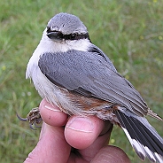 Eurasian Nuthatch